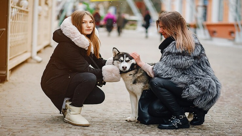 service dogs